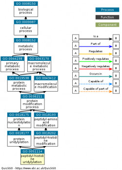 DAG for GO:0051114