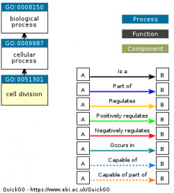 DAG for GO:0051301