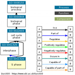 DAG for GO:0051320