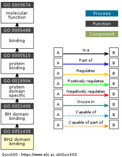 DAG for GO:0051433