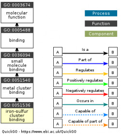 DAG for GO:0051536