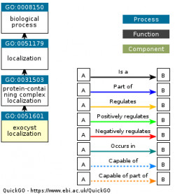 DAG for GO:0051601