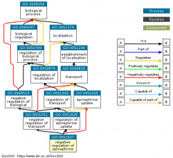DAG for GO:0051627