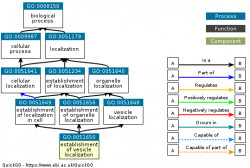 DAG for GO:0051650