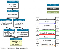 DAG for GO:0051654