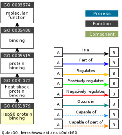 DAG for GO:0051879