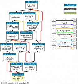 DAG for GO:0051953