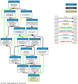 DAG for GO:0051957
