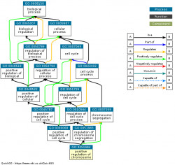 DAG for GO:0051984