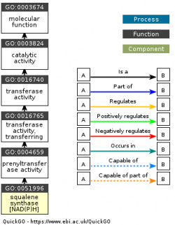 DAG for GO:0051996
