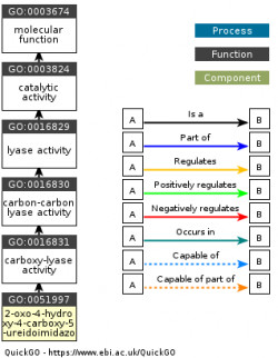 DAG for GO:0051997