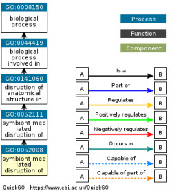 DAG for GO:0052008