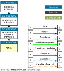 DAG for GO:0060004