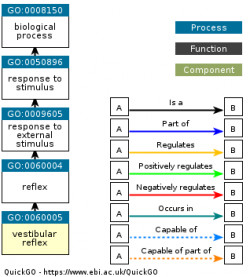 DAG for GO:0060005