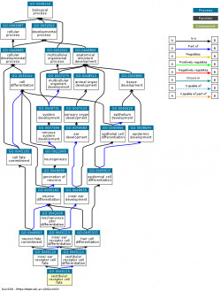 DAG for GO:0060115
