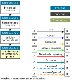 DAG for GO:0060274