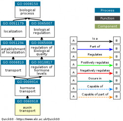 DAG for GO:0060918