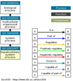 DAG for GO:0061007