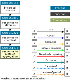 DAG for GO:0061478