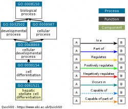 DAG for GO:0061521