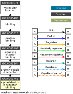 DAG for GO:0061761