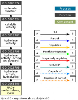 DAG for GO:0061809