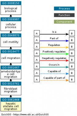 DAG for GO:0061868