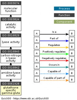 DAG for GO:0061928