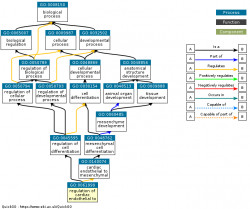 DAG for GO:0061999