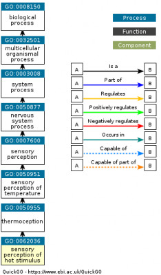 DAG for GO:0062036