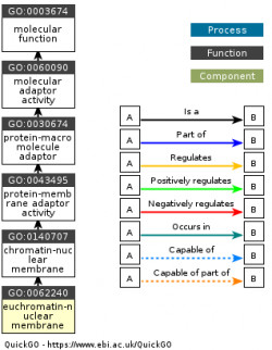 DAG for GO:0062240