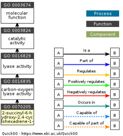 DAG for GO:0070205