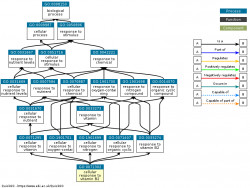 DAG for GO:0071302