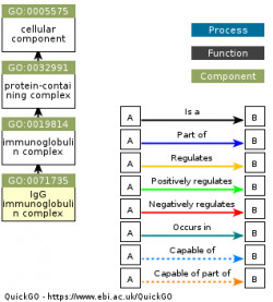 DAG for GO:0071735