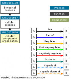 DAG for GO:0071840