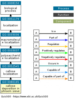 DAG for GO:0080165