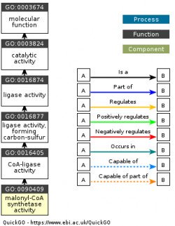 DAG for GO:0090409