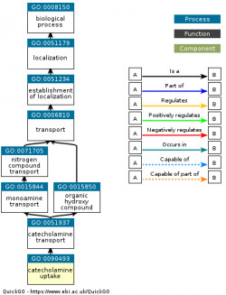 DAG for GO:0090493