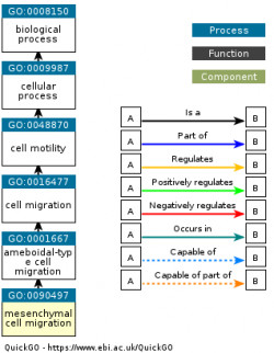 DAG for GO:0090497