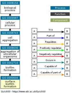 DAG for GO:0090604