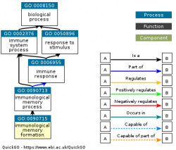 DAG for GO:0090715