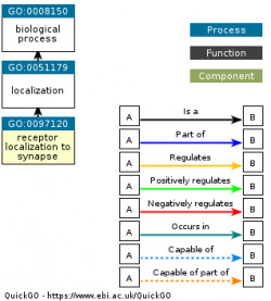 DAG for GO:0097120