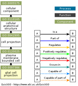 DAG for GO:0097386