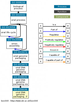 DAG for GO:0098036