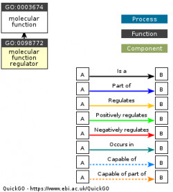 DAG for GO:0098772