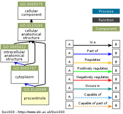 DAG for GO:0120098