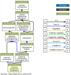 DAG for GO:0120111