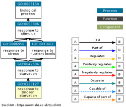 DAG for GO:0120127