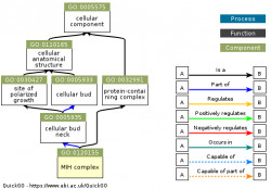 DAG for GO:0120155