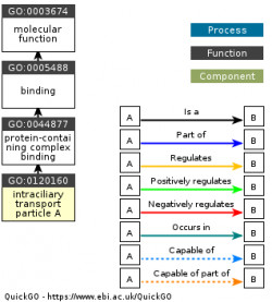 DAG for GO:0120160